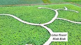 Lotus Flower - Experience the Beauty of Lotus Season in Ninh Binh
