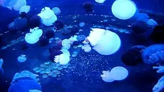 enosima aquarium in japan