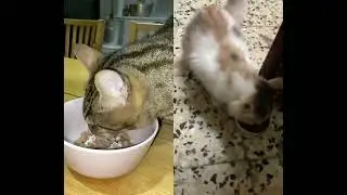 The blind cat 🐈 is looking 👀 for food 😭thanks to owner my heart ❤️😭