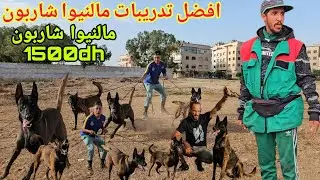 شاهدااااا افضل تدريبات كلاب الحراسة مالنيوا شاربون شر ديال بصح اثمني جدا مناسب 1500dh صدق او لا تصدق