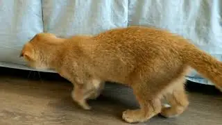 kitten
