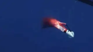 Squid Head Snapper Slapper Classic Drop Video