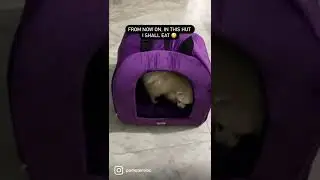 Hiputee pet hut 🛖 #petcare #petproduct #doghouse