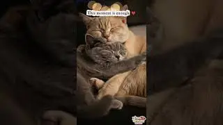 A soft moment ❤️  #asmr #cat #animals
