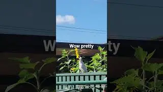 gwapa cockatoo🥰 #funny #bidrs