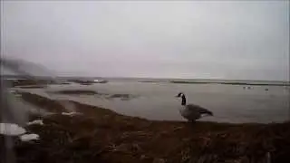 Waterfowl hunting