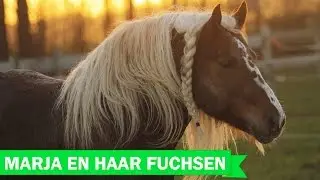 Marja de Bruijn; Schwarzwalder Fuchs horses!