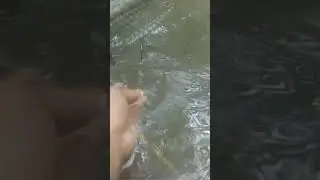 Powerful Bubu Spot! Big Soft Catfish Always Enter Without Stopping