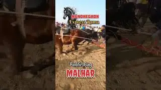 #बकासुर #mathur #mathur1001 #horse #bailgadasharyat #bailgada #bailgada #viral #shorts #मन्या #मथुर