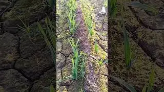 Money Treasure | G one Garlic #palfamilyvlogs  #yarhussainswabi #increaseearnings