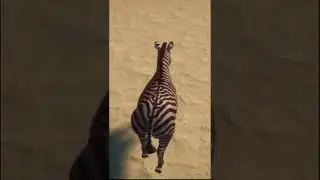 Plains Zebra Running in Planet Zoo  # Shorts