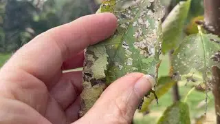 Dealing with Cherry Slug on Fruit Trees using Organic Methods on my Permaculture Farm
