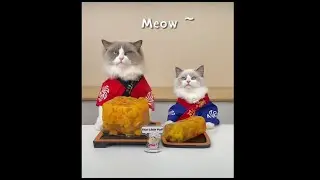 Sushi Chef? Nah it&rsquo;s Orange Pudding Chef!  #thatlilttlepuff #puffknowsbetter #catsofyoutube