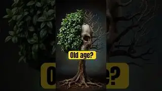 Can a Tree Die of Old Age? 🌳 The Weird Truth