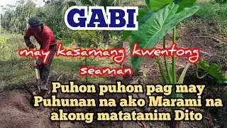 planting Gabi sabay kwentong seaman mga parekoy. pubreng seaman (siman)@ Alamin natin tv is live!