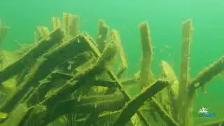 Fishiding Safehouse Cluster Fall 2021