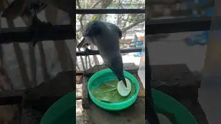 Smart Crow 🐦&zwj;⬛😂#hungry #crow #eating #egg #birds #shorts
