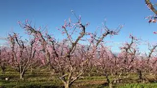Blossom Trail Fresno