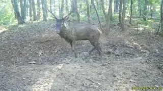 Red Deer takes a mud bath.