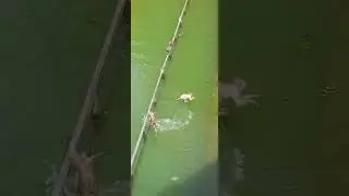 pili pokhar 🐒  anand