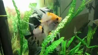 Нерест скалярий трехцветных или кои (Pterophyllum scalare var.)
