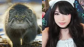 Emiru Reacts to World&rsquo;s Grumpiest Cat I Frozen Planet II