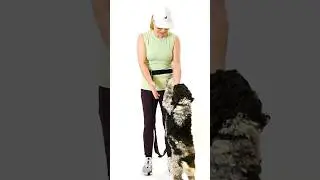 Best Hands-Free Dog Leash for Walking, Running & Training