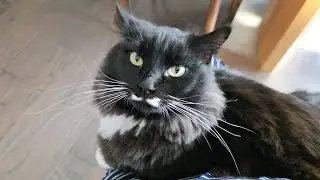 I'm trapped by my clingy purring baby