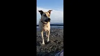 5 Dog Friendly Getaways in Washington State