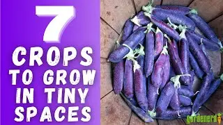 7 культур для небольших участков