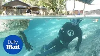 Heart-stopping moment diver has close encounter with huge alligator