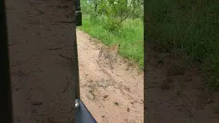 Lurking Leopard