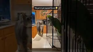 Parrot yells 'Bad cat!' as the cat throws a glass&mdash;this duo&rsquo;s chaos is pure comedy 😂🐱🦜 #funnyreel