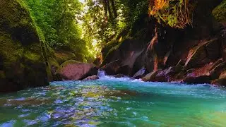 Gentle River Flow and Pleasant Birdsong That Sound Like Heaven on Earth 🌿 | Sleep ASMR