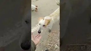 Happy Dog's #Eating Food #funny #tranding #comedy #viral #farming #dog #farmer##shubham Bhardwaj