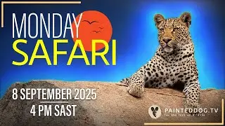 LIVE Monday Safari | 8 September 2025