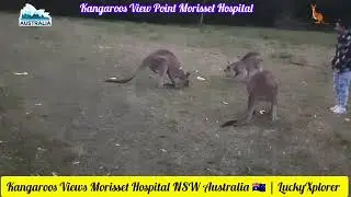 Kangaroos View Point 👉 Morisset Hospital NSW Australia 🇦🇺 | #luckyxplorer #vlog #kangaroos #tour