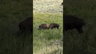 Bison Fight #bison #buffalo #wildlifephotography #fight #yellowstone #wildlifeanimals #fighting