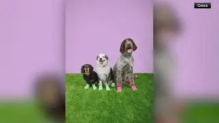 You can now twin with your pets in matching Crocs