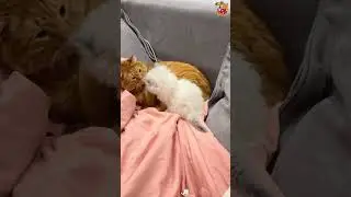 Life With Two Cats Be Like 😂