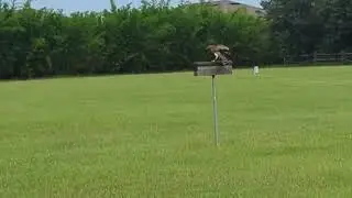 Amanda with Archer Red Shouldered Hawk Very Vocal & Flies at The Avian Reconditioning Center! Apopka