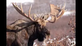 Chasse &agrave; l'orignal S&eacute;paq Laurentides secteur Myrica
