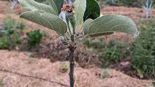 छत्तीसगढ मे सेव की सफल खेती मे फुल से भरा पौधा