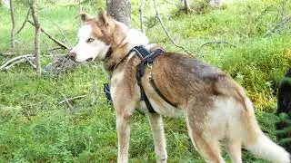 Husky Trek Through Arctic Hills