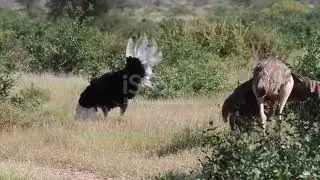 Ostrich bird 🐦 mating with female ostrich bird mating video HD 4k  video 📷 animal beeding #tranding