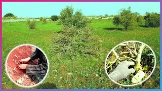 كيفاش تزرع الكبار من الأغصان ديالو في وقت الزبارة ؟