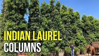 Make Your Property Truly Private: Indian Laurel Columns for Excellent Privacy Hedges