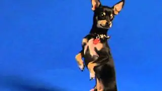 Axl the Adorable Chihuahua Peforms Tricks for Talent Hounds