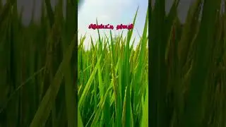 நெல் விவசாயம் #music #song #love #vibes #viral #nature #agriculture #farmer #love #travel #rice #yt