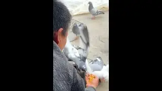 鸽子开家成功了，狮头鹅会游泳了，小鸭子苗也稳定了，这下踏实了#鸽子 #鸭子 #潮汕狮头鹅 #农村养殖 #三农流量扶持计划